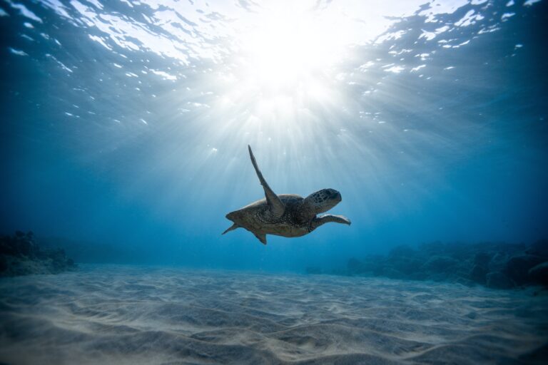 Sea turtle in a cleaned ocean